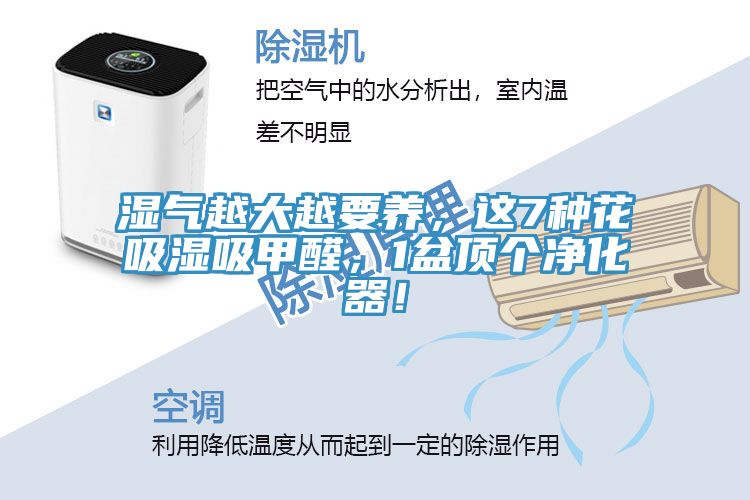 濕氣越大越要養(yǎng),這7種花吸濕吸甲醛,1盆頂個(gè)凈化器!
